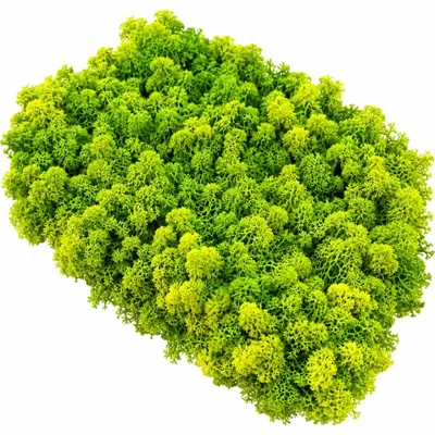 Stabiliziran jelenov mah – lišaj limonasto zelena